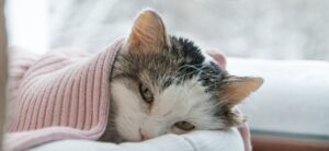 Nierfalen bij de kat wordt niet beter. Met de juiste ondersteuning kun je wel helpen.