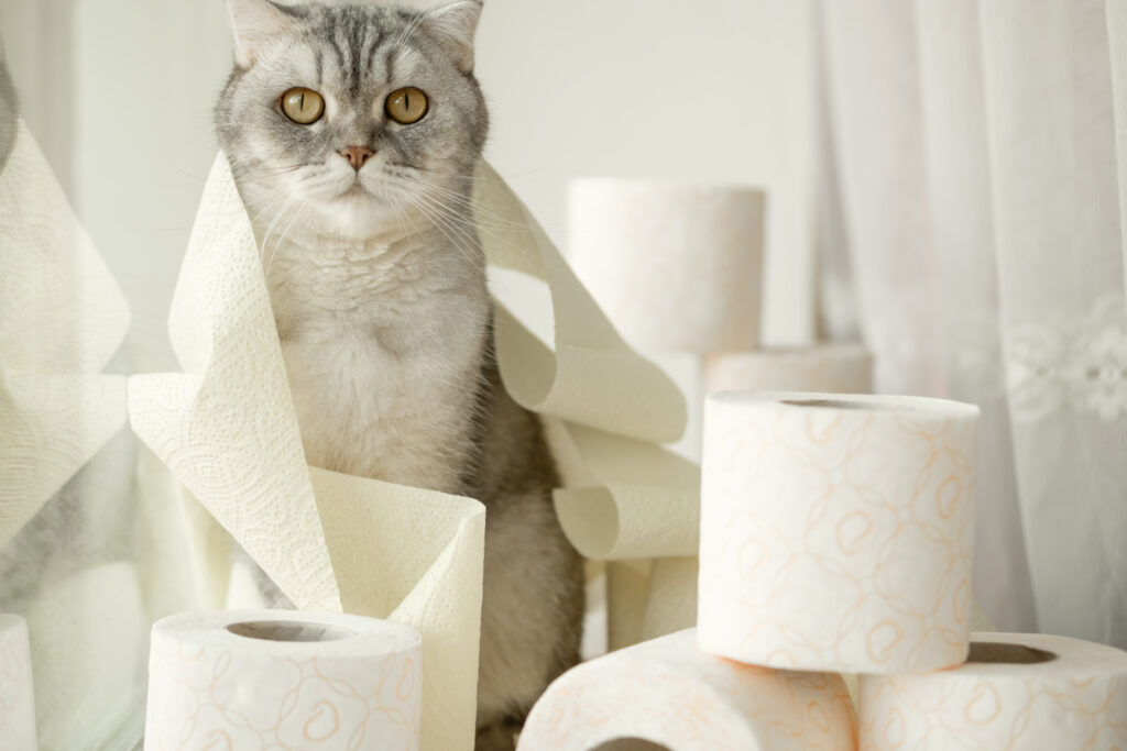 Diarree bij katten komt vaak voor