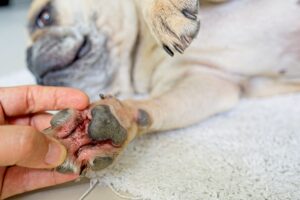 Bij een allergische hond kun je rode voetzooltjes zien