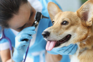 Een hond met een oorontsteking tijdens een ooronderzoek