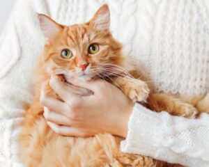 Een kalmeringsmiddel voor de kat kan ook een fijne knuffel zijn.