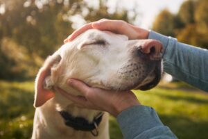 Probiotica kan een hond met jeuk helpen