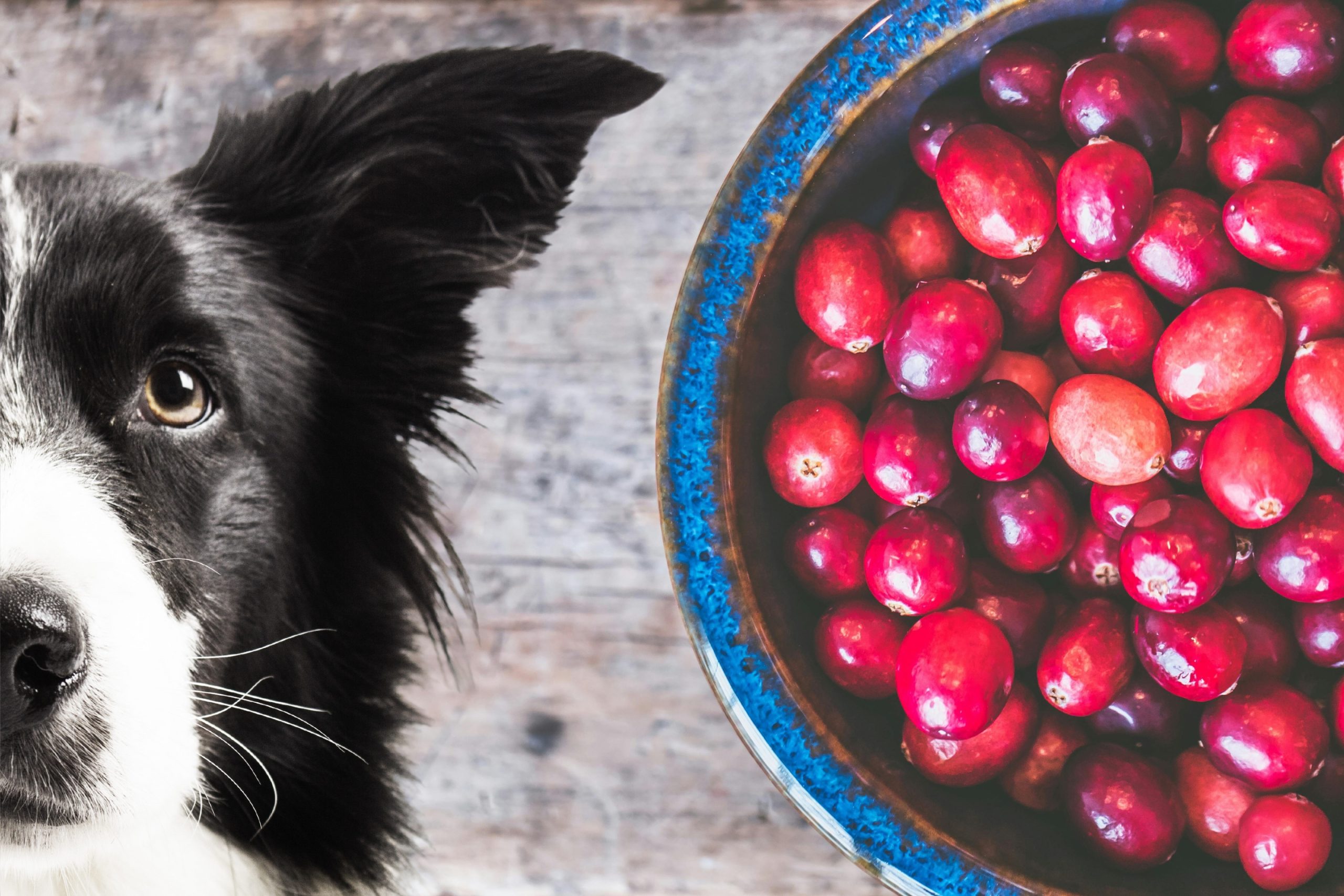 cranberry voor honden