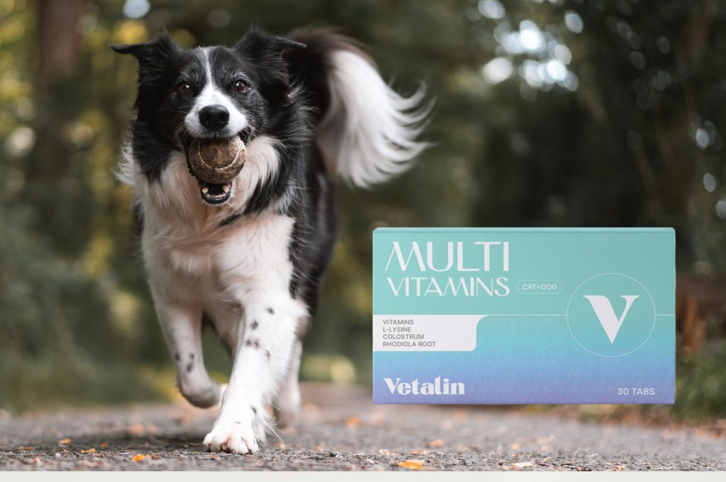 vitamine b tekort hond symptomen