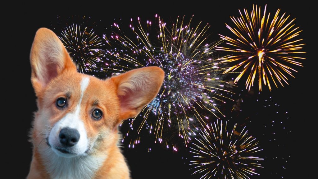 kalmeringsmiddel hond vuurwerk