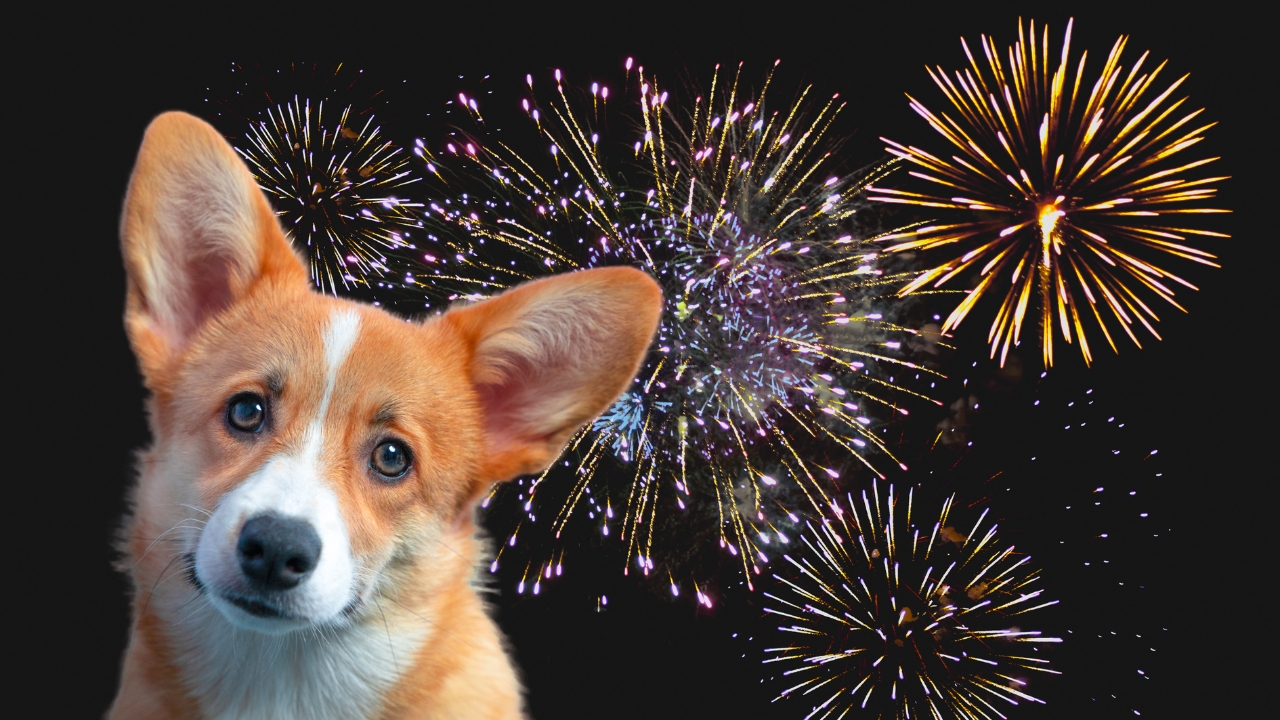 kalmeringsmiddel hond vuurwerk